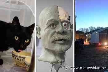 Kater Floepje is niet meer, een drenkeling van 35 jaar geleden krijgt een gezicht en een illegale rave: vijf niet te missen regioverhalen van het weekend