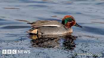 Your photos: Birds, bridges and bronze sculptures