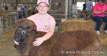 Ram turns heads at Canberra Royal with unusual past time