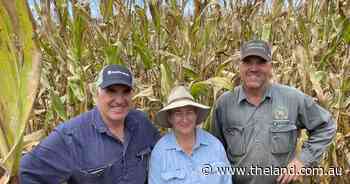 Best-practice corn crop management at uneasy peace with fall armyworm