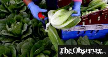 ‘Exploited’ migrant farm workers in UK paid for picks, not hours