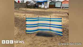 'Headless' seals wash up on Essex coast