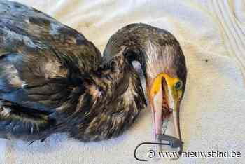 Vogelopvangcentrum vraagt vissers om geen materiaal achter te laten: “Opnieuw is een aalscholver slachtoffer van vissersafval”