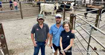 Quality genetics draw in buyers at Nowra's inaugural Autumn Dairy Sale