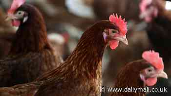 Scientists 'could use chickens to bring the dodo back from extinction' with promising development in 'editing' DNA