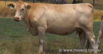 Glenlea Beef sell Charolais females to repeat clients