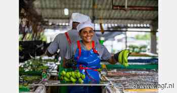 "Bananen kunnen niet het goedkoopste fruit blijven"