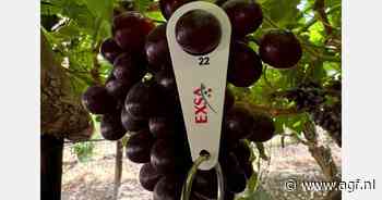 "EU en VK spelen centrale rol voor Zuid-Afrikaanse druiven"