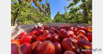 Chili zet opnieuw in op appelteelt door veranderende marktomstandigheden