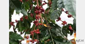 Koffie steeds duurder, lege schappen vallen op
