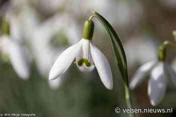 Ze knallen weer de grond uit: sneeuwklokjes!
