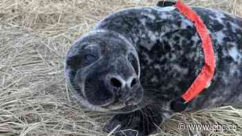 Seal 'Fitbits' aim to understand how pups survive on Sable Island
