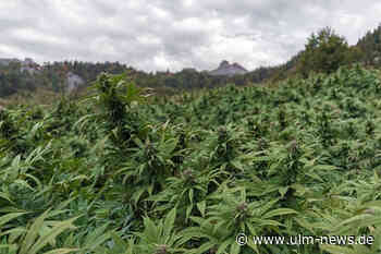 Die beliebtesten CBD-Produkte im Jahr 2025: Was jetzt angesagt ist