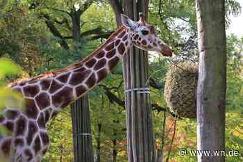 Letzte Giraffe hat den Allwetterzoo Münster verlassen