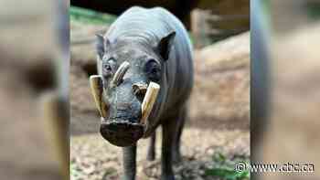Toronto Zoo says human error played role in babirusa's death