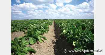 Akkerbouwsector scherpt maatregelen tegen Phytophthora aan