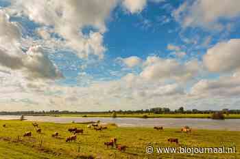 Melkveehouders langs IJssel verkleinen veestapel om natuur te helpen
