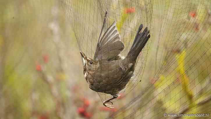 Beschermde vogels en verwaarloosde paarden gevonden tijdens controles