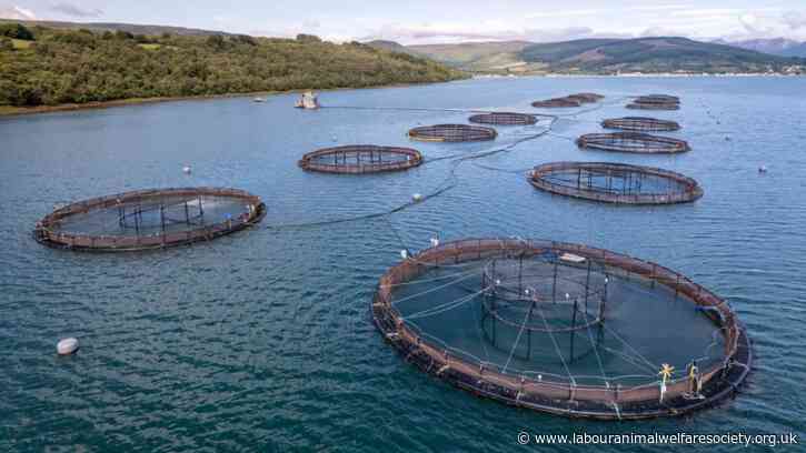 Article: Forgotten Fish