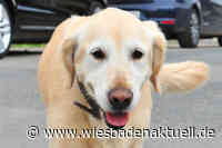 Streit um Hund endet mit Körperverletzung in Kostheim
