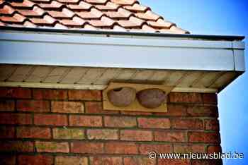 Huldenberg installeert gratis nesten om populatie zwaluwen te redden