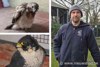 Opvangcentrum haalt elke dag dode vogels op na uitbraak van vogelgriep, en doet oproep aan dierenartsen: “Blijf van die vogels af”