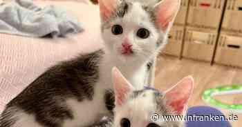 Tierheim Bamberg: Zwei aufgeweckte Geschwister suchen neue Besitzer