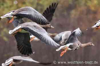 Gänse verenden an Geflügelpest