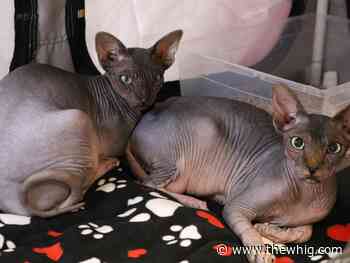 Kingston Cat Show puts furred and furless felines on centre stage