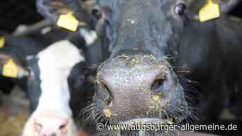 Tote, kranke und unterernährte Tiere: Behörde räumt landwirtschaftlichen Betrieb