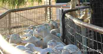 How lambing percentages will bring joy come spring: analyst weighs in