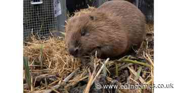Woody and Willow, the Ealing beavers named by school children