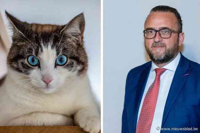 Is hier kattenbeul aan het werk? In twee maanden 25 katten vermist of dood: “Té opvallend om geen kwaad opzet te zijn”