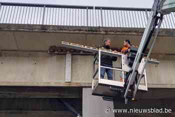 Veertig nieuwe nestkasten aan viaduct Vaartkom moet zwaluw thuis geven in stedelijk gebied