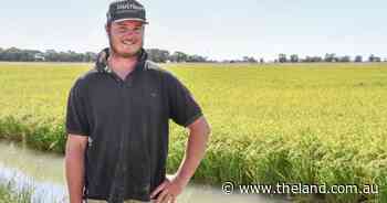 Rice on track for cracker season in the southern NSW growing regions