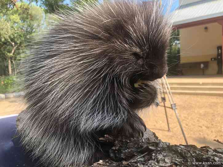 Porcupines spotted more in Central Texas