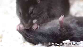 Mouse-to-mouse resuscitation! Watch the incredible moment a rodent gives 'first aid' to an unconscious companion