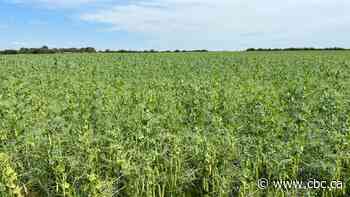 U of S study pits pea milk against dairy in the fight against osteoporosis
