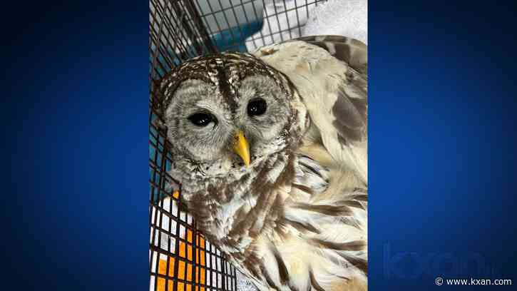 PHOTOS: Injured owl rescued from Austin park