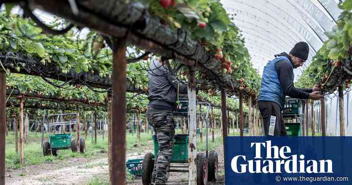 UK’s seasonal farm worker scheme to be extended for five years