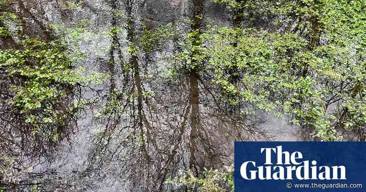 Country diary: This spring gives so much life, today we give something back | Amy-Jane Beer