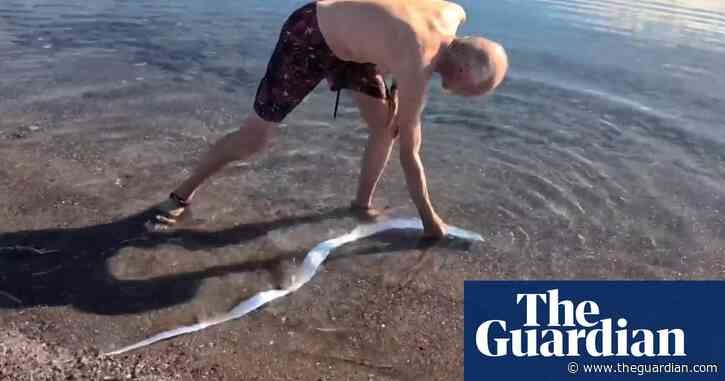 Shimmering oarfish rarely seen near ocean surface pops up on Mexico beach
