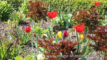 Gartenarbeit im März – das ist jetzt zu tun