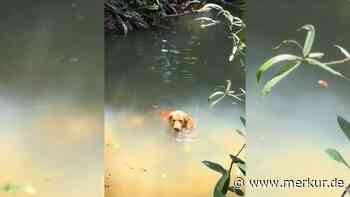 Golden Retriever planscht mit ungewöhnlichem Schwimm-Buddy