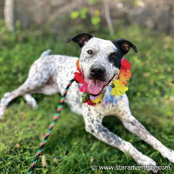 Maui Humane Society loses 3 workers due to cuts in federal funding