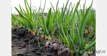 Ivoorkust breidt teelt aardappelen en uien uit met Nederlandse investering en expertise