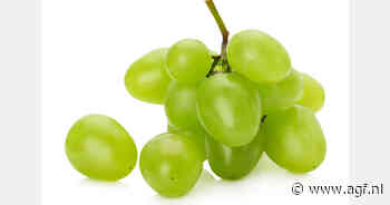 Druiven zo groot als een citroen