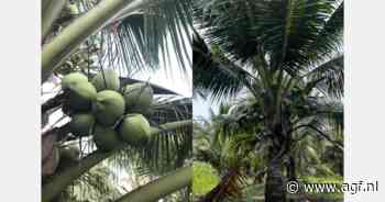 "Thaise geurige kokosnoot in maart weer op de markt"