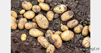 Eerste vroege aardappelen gepoot