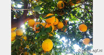 "Goede prijzen voor sinaasappelen op het hout die geen last hebben van trips"
